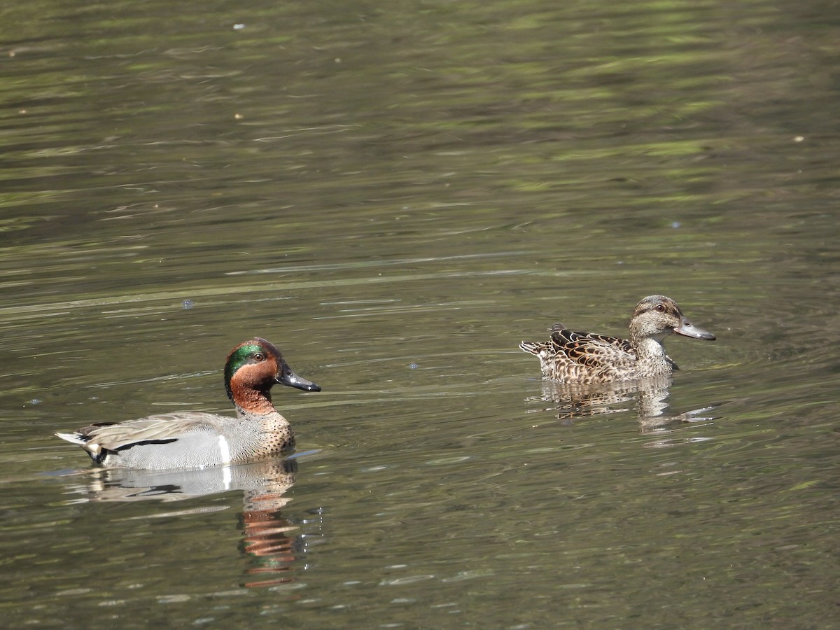 Green-winged Teal - ML617444447