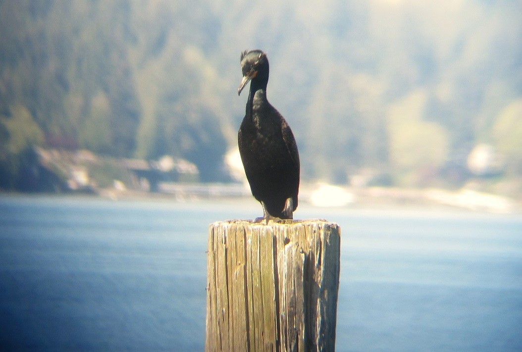 Double-crested Cormorant - ML617444472