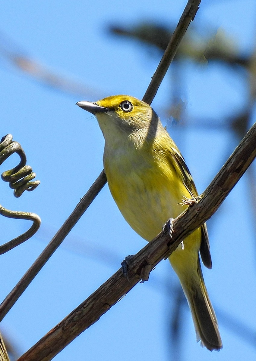 White-eyed Vireo - ML617444479