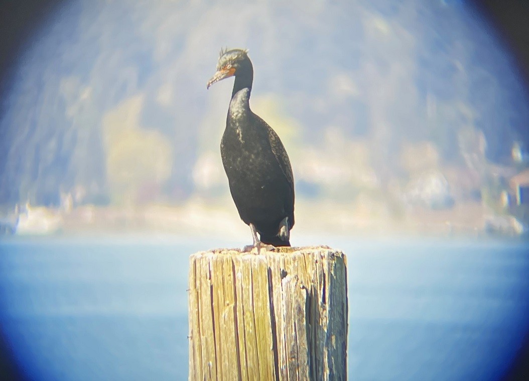 Double-crested Cormorant - ML617444496