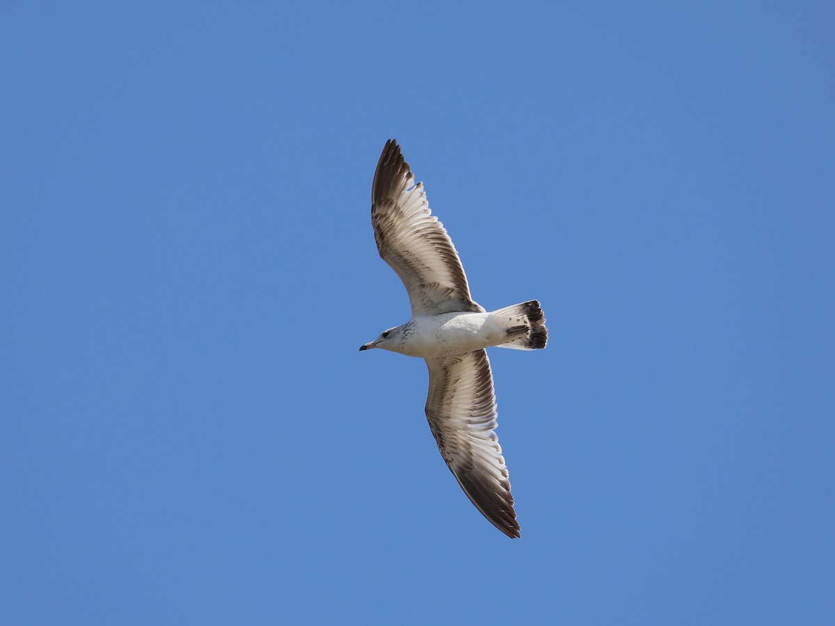 Ring-billed Gull - ML617444543