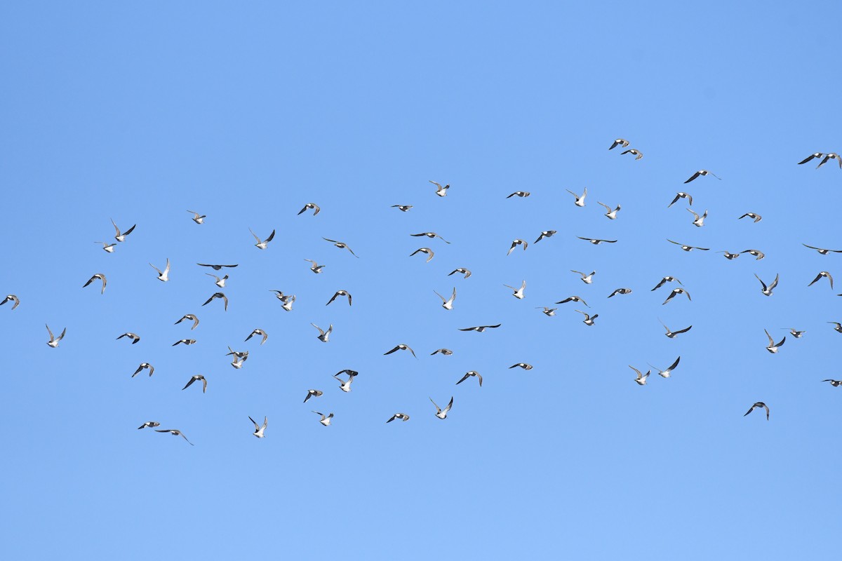 Pectoral Sandpiper - ML617444569