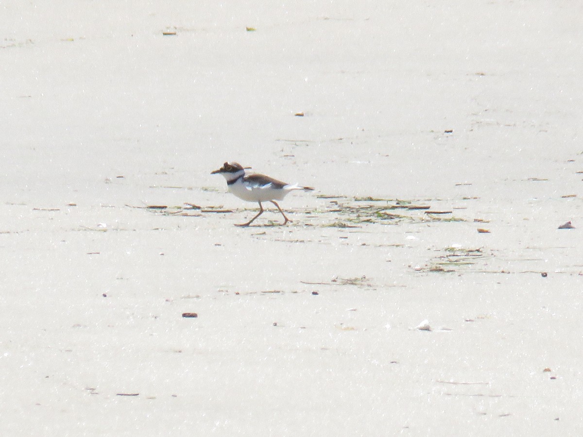 Little Ringed Plover - ML617444589