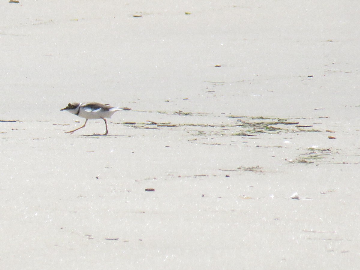 Little Ringed Plover - ML617444590