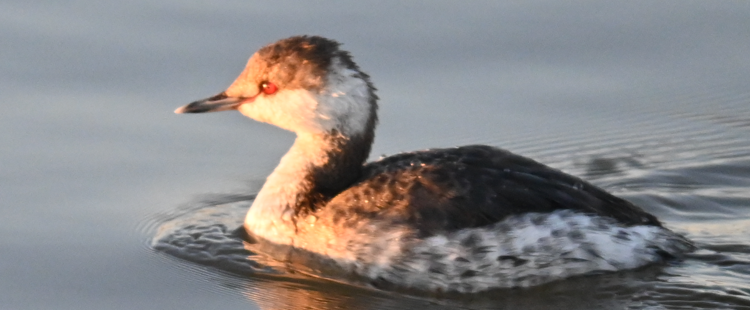 Horned/Eared Grebe - ML617444599