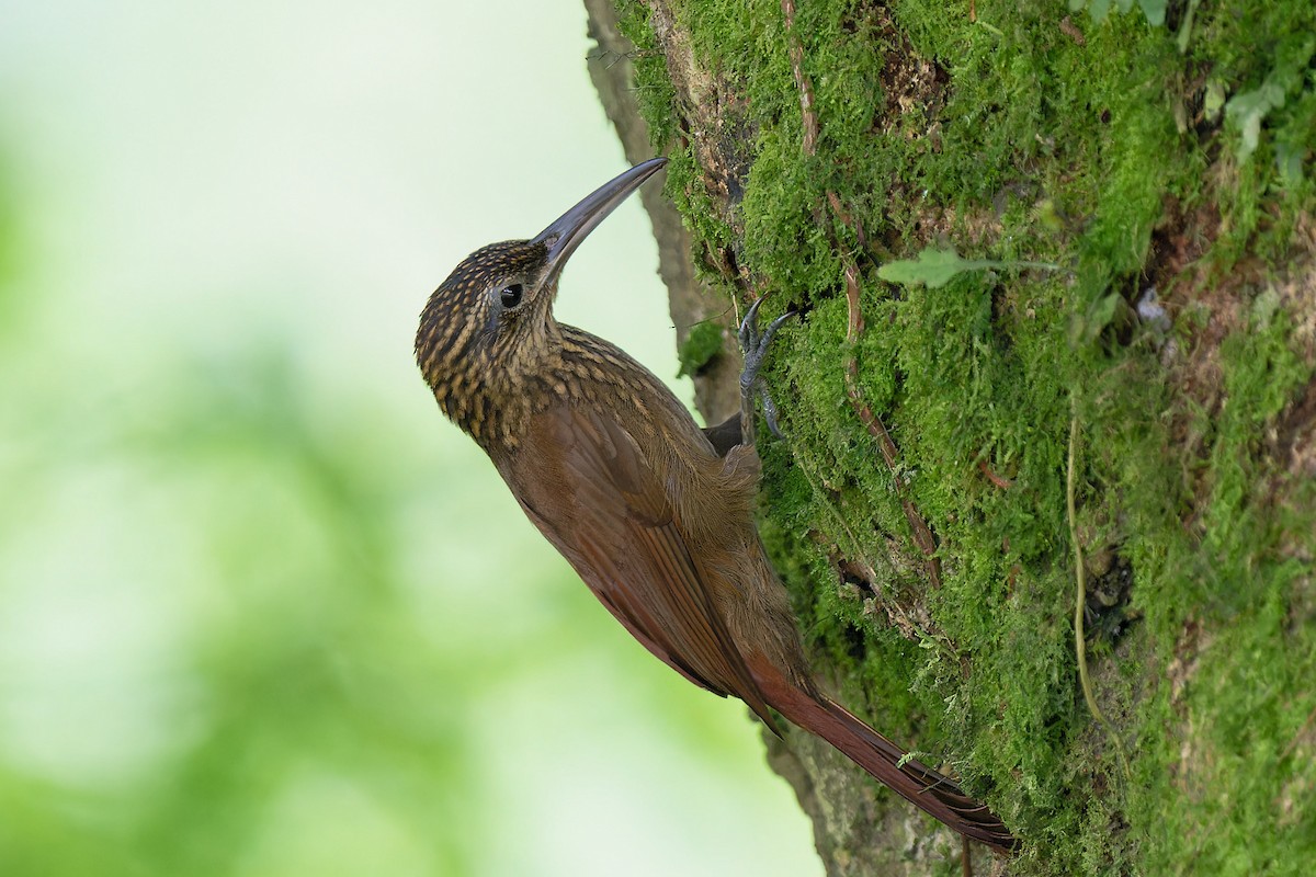 Cocoa Woodcreeper - ML617444610