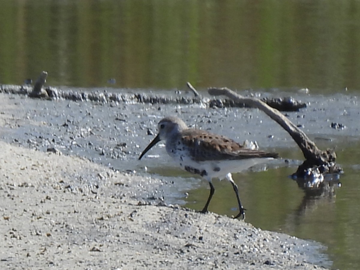 Dunlin - ML617444645