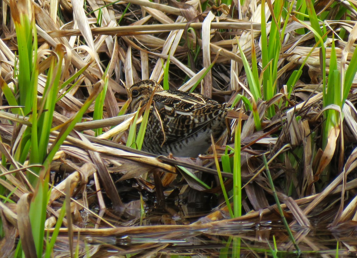 Wilson's Snipe - Teresa Weismiller