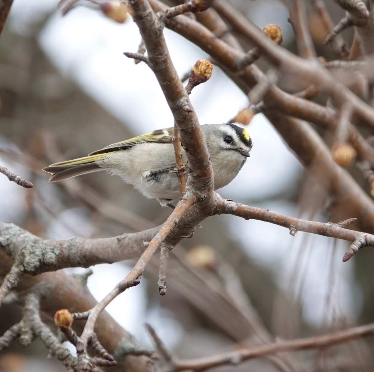 Golden-crowned Kinglet - Andrew Bailey