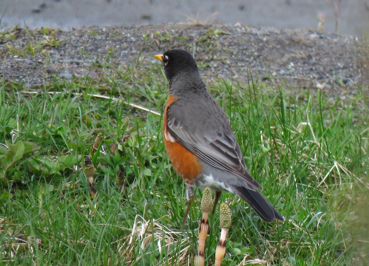 American Robin - Teresa Weismiller