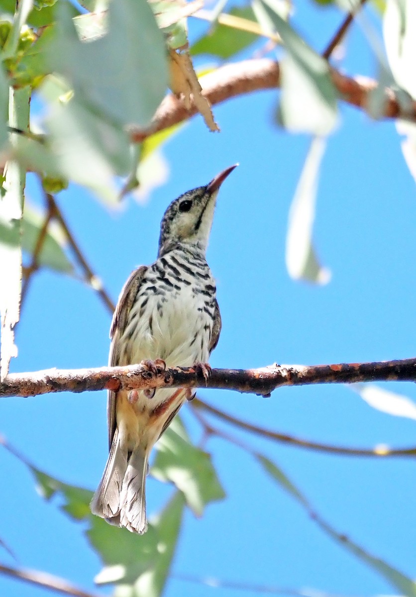 Bar-breasted Honeyeater - ML617444712