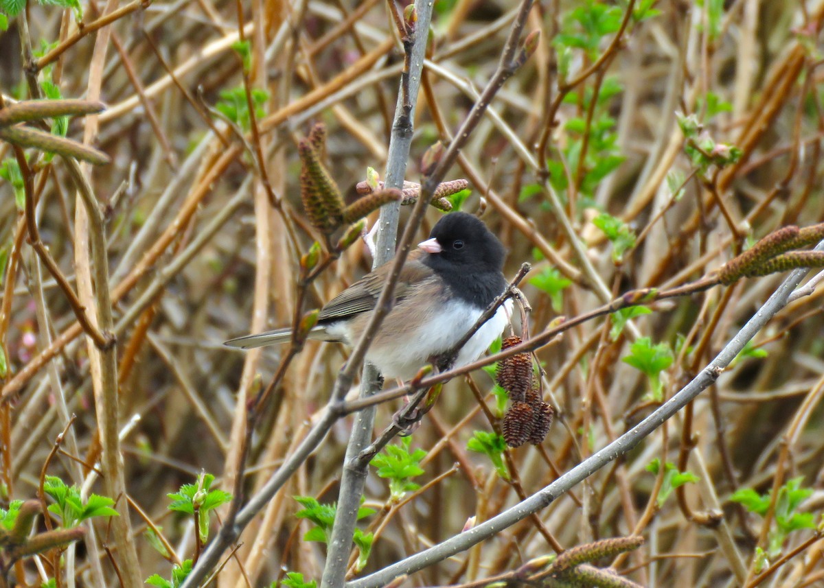 Dark-eyed Junco - Teresa Weismiller