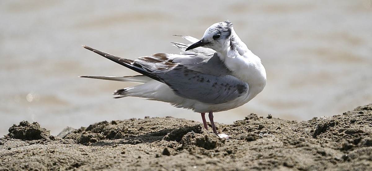 Bonaparte's Gull - ML617444727