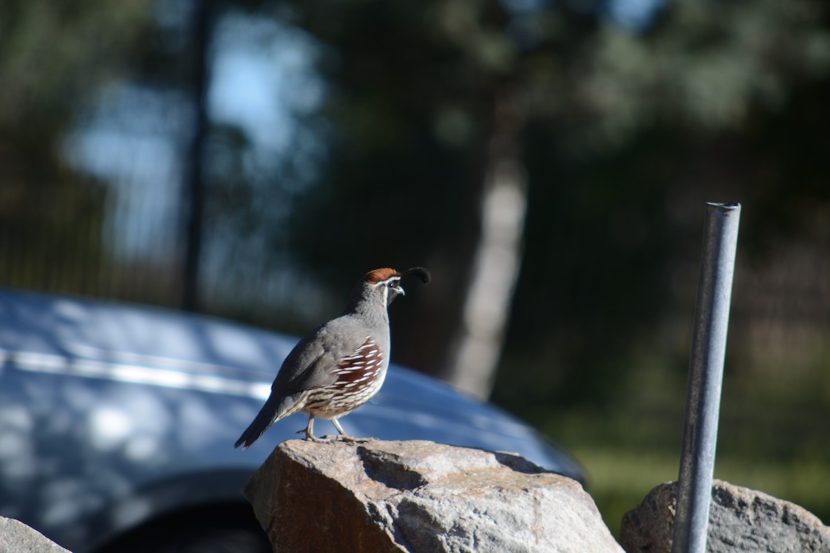 Gambel's Quail - ML617444728