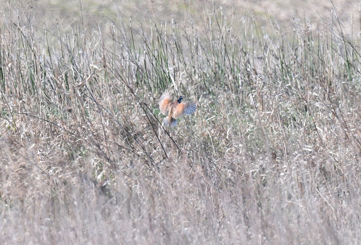 Northern Bobwhite - ML617444745