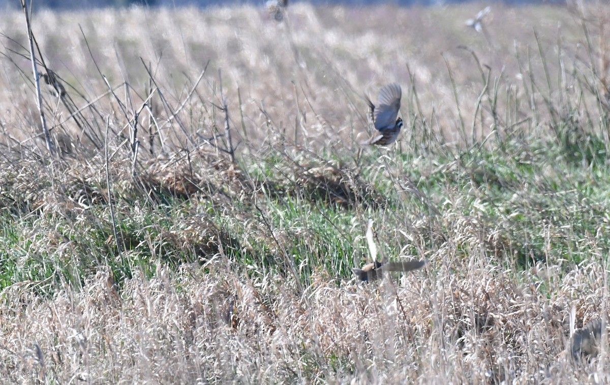 Northern Bobwhite - ML617444746