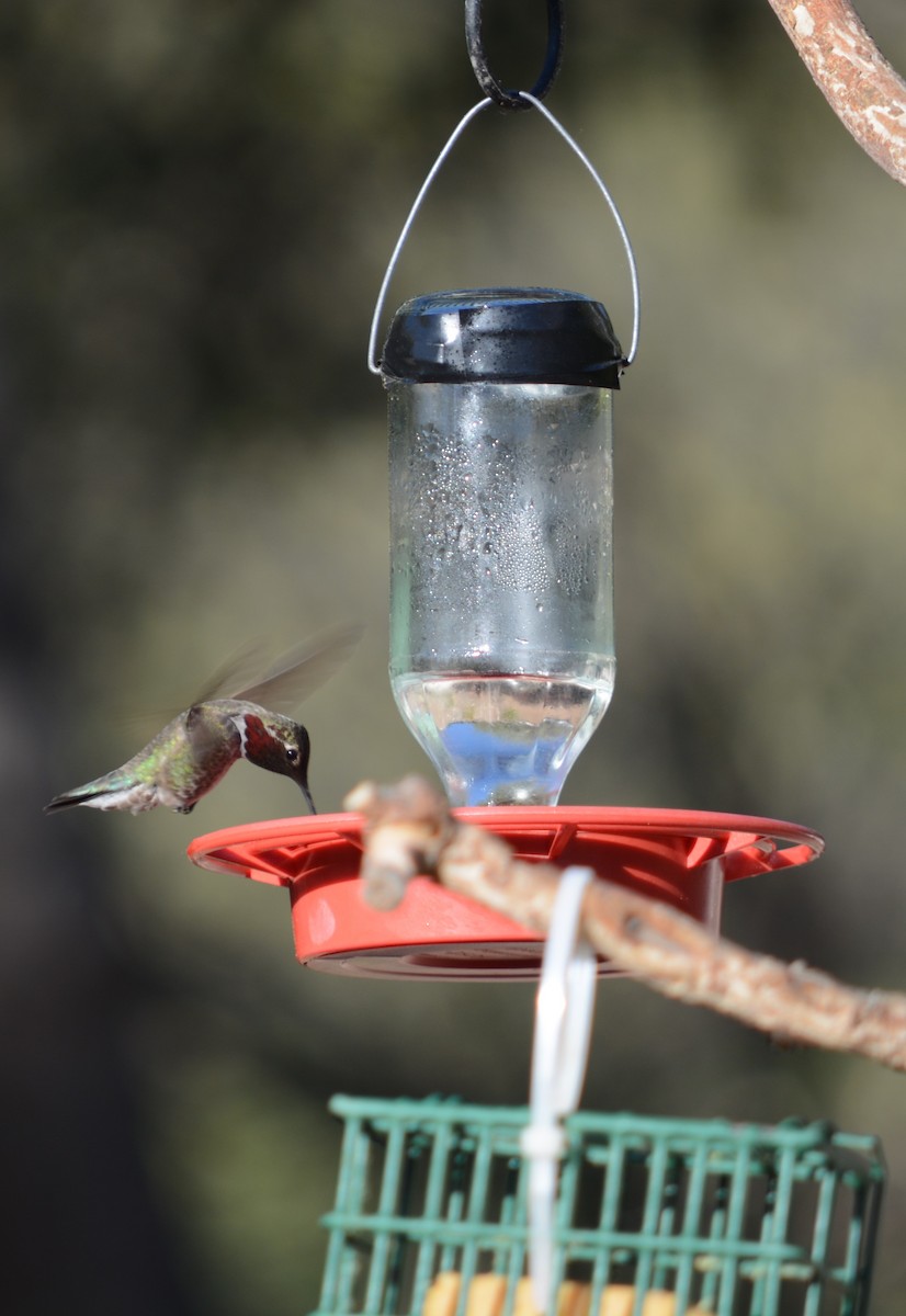 Lucifer Hummingbird - ML617444779