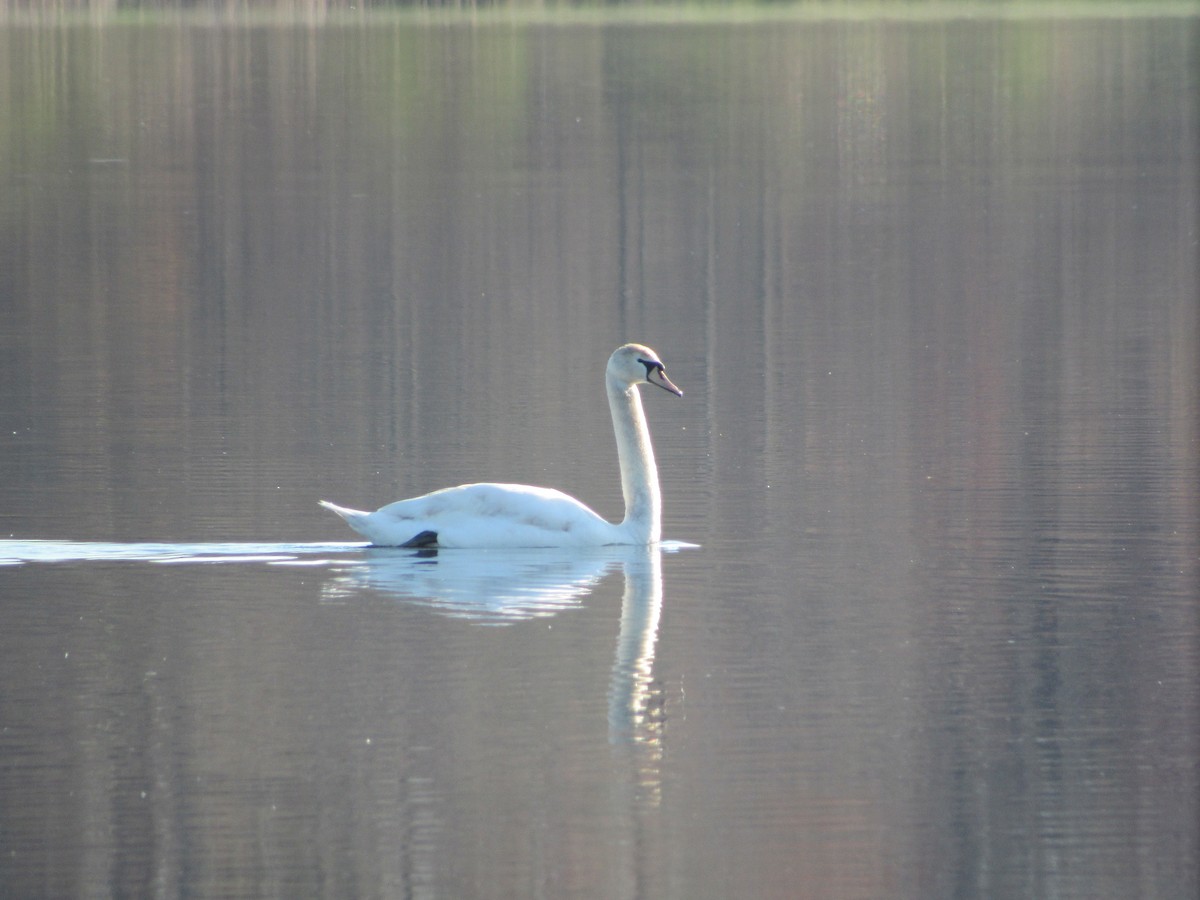 Mute Swan - James Van Gelder