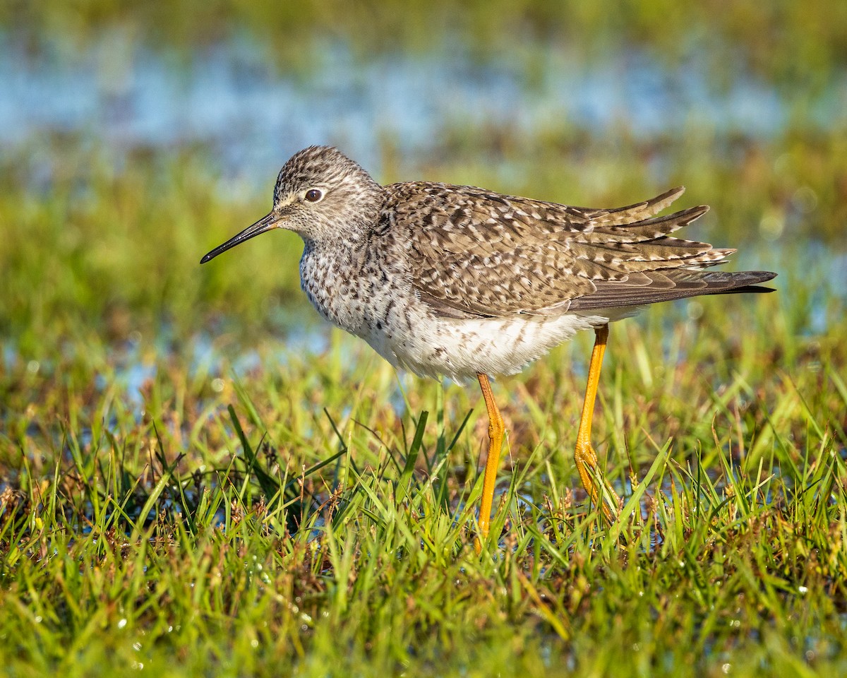 Lesser Yellowlegs - Todd Fibus