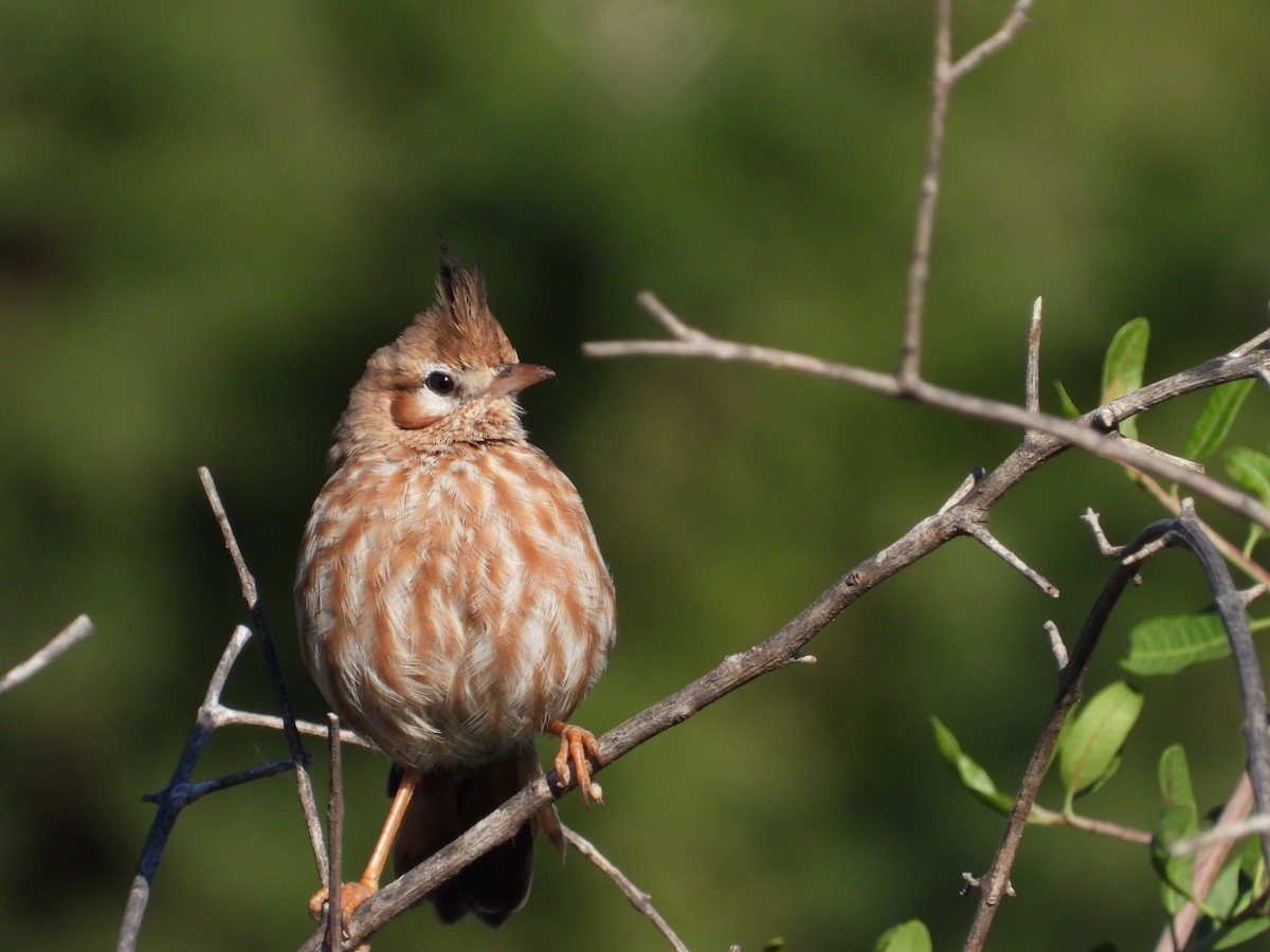 Lark-like Brushrunner - ML617444854