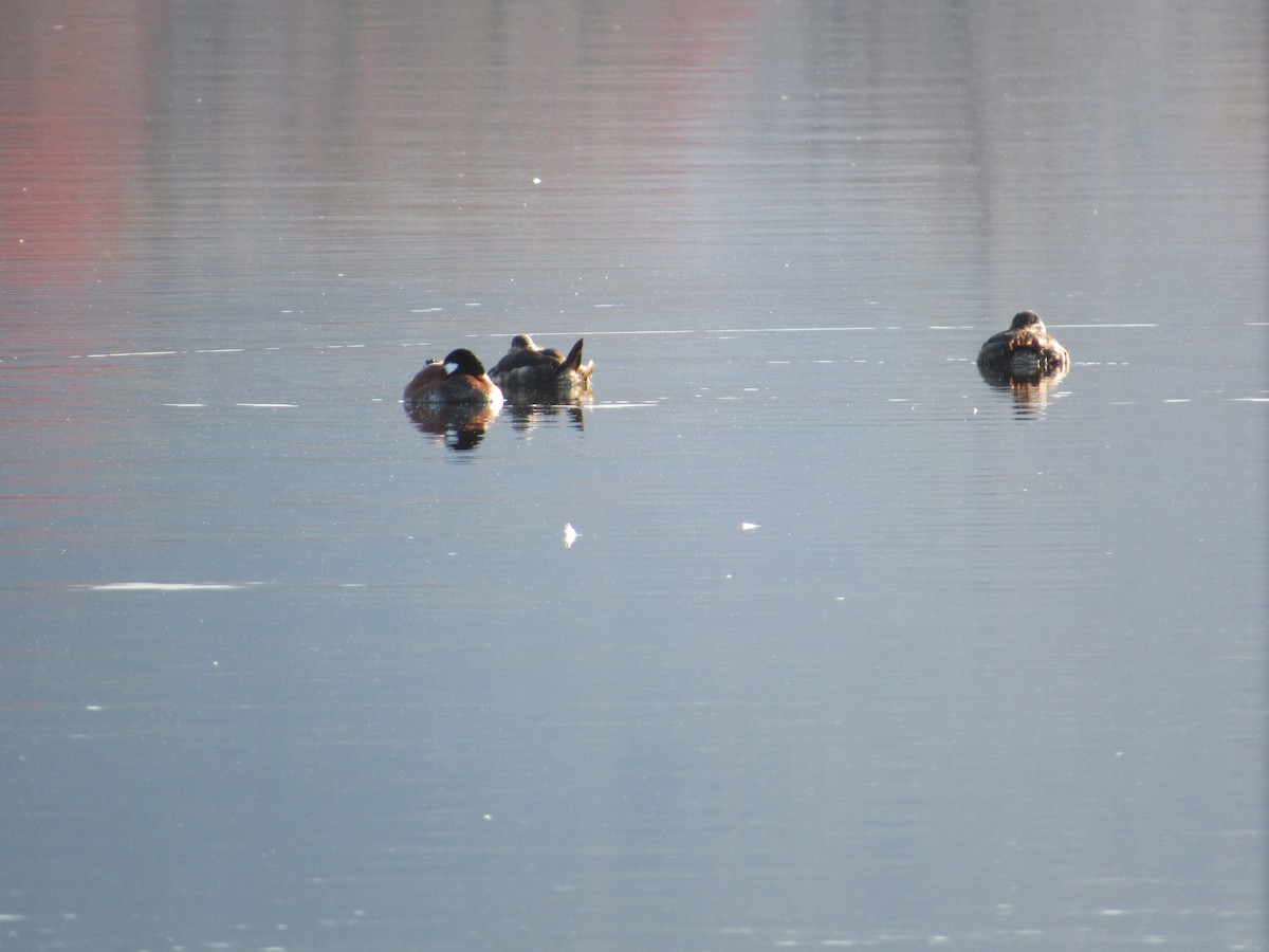 Ruddy Duck - James Van Gelder