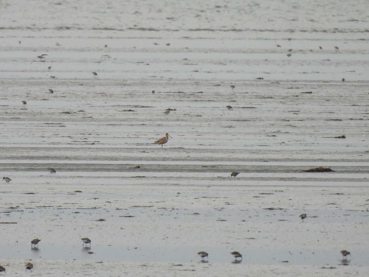 Marbled Godwit - Enrico Konig