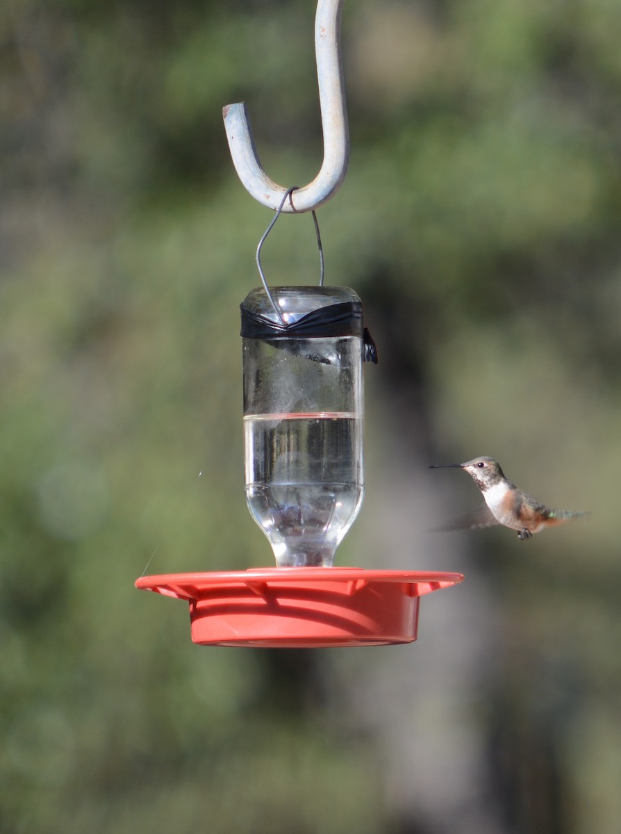 Rufous Hummingbird - ML617444953