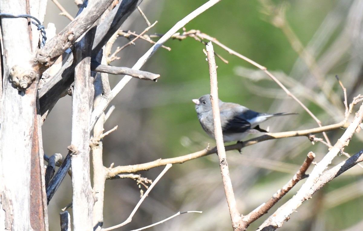 Dark-eyed Junco - Tina Rosier