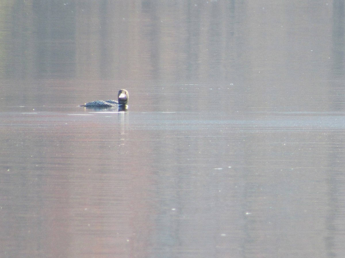 Common Loon - James Van Gelder