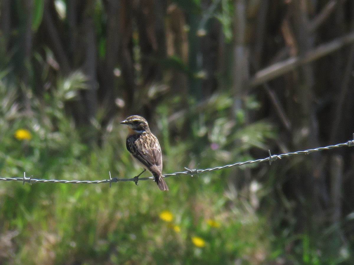 Whinchat - Miguel  Berkemeier