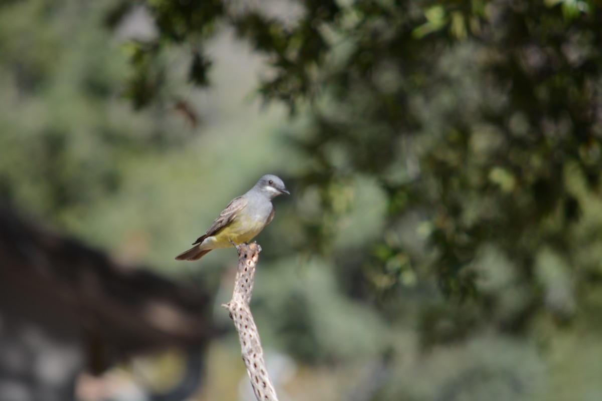 Cassin's Kingbird - ML617444980