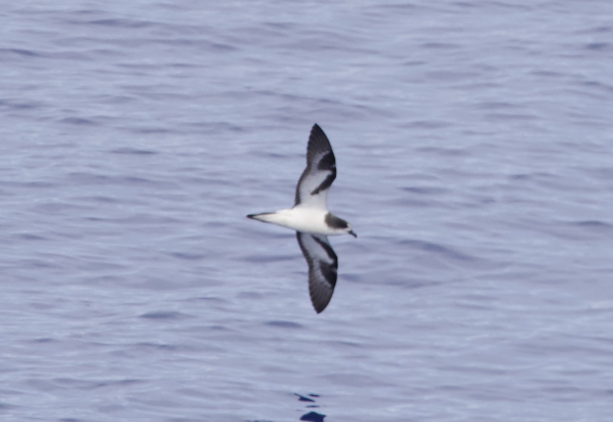 Petrel de las Bonin - ML617445025