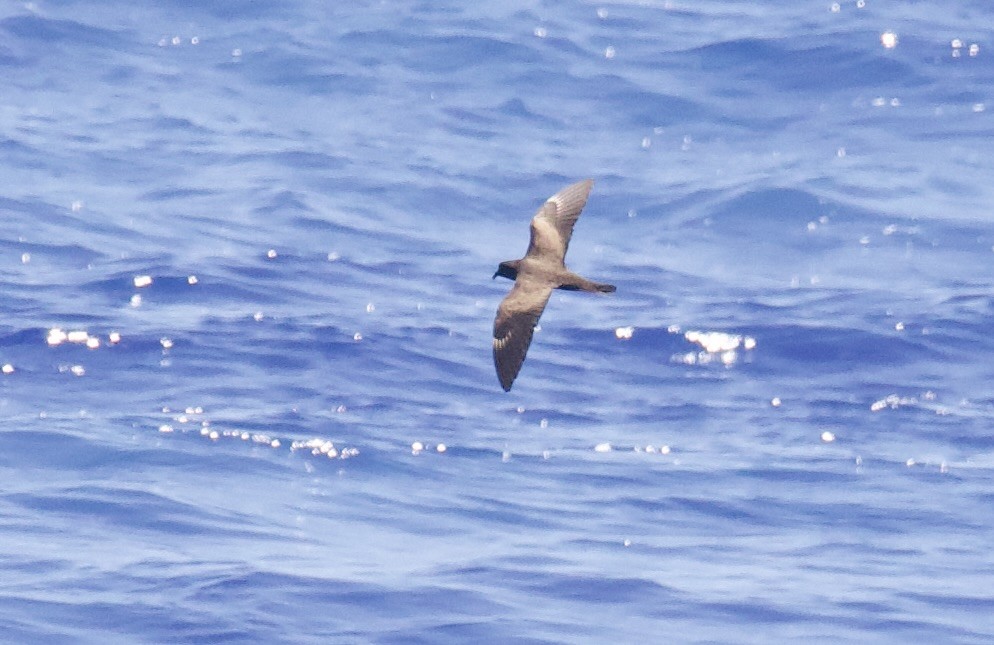 Petrel de las Bonin - ML617445026