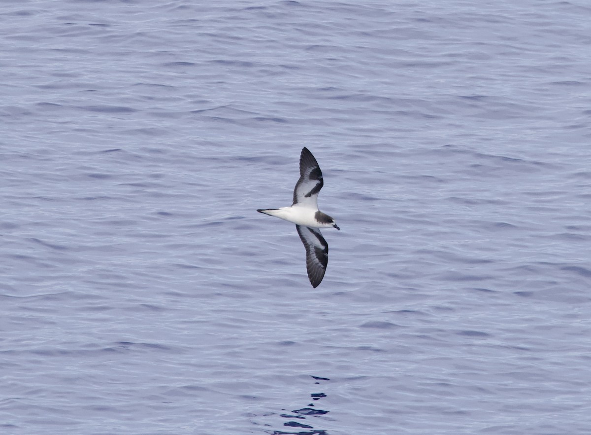 Bonin Petrel - John Gregory