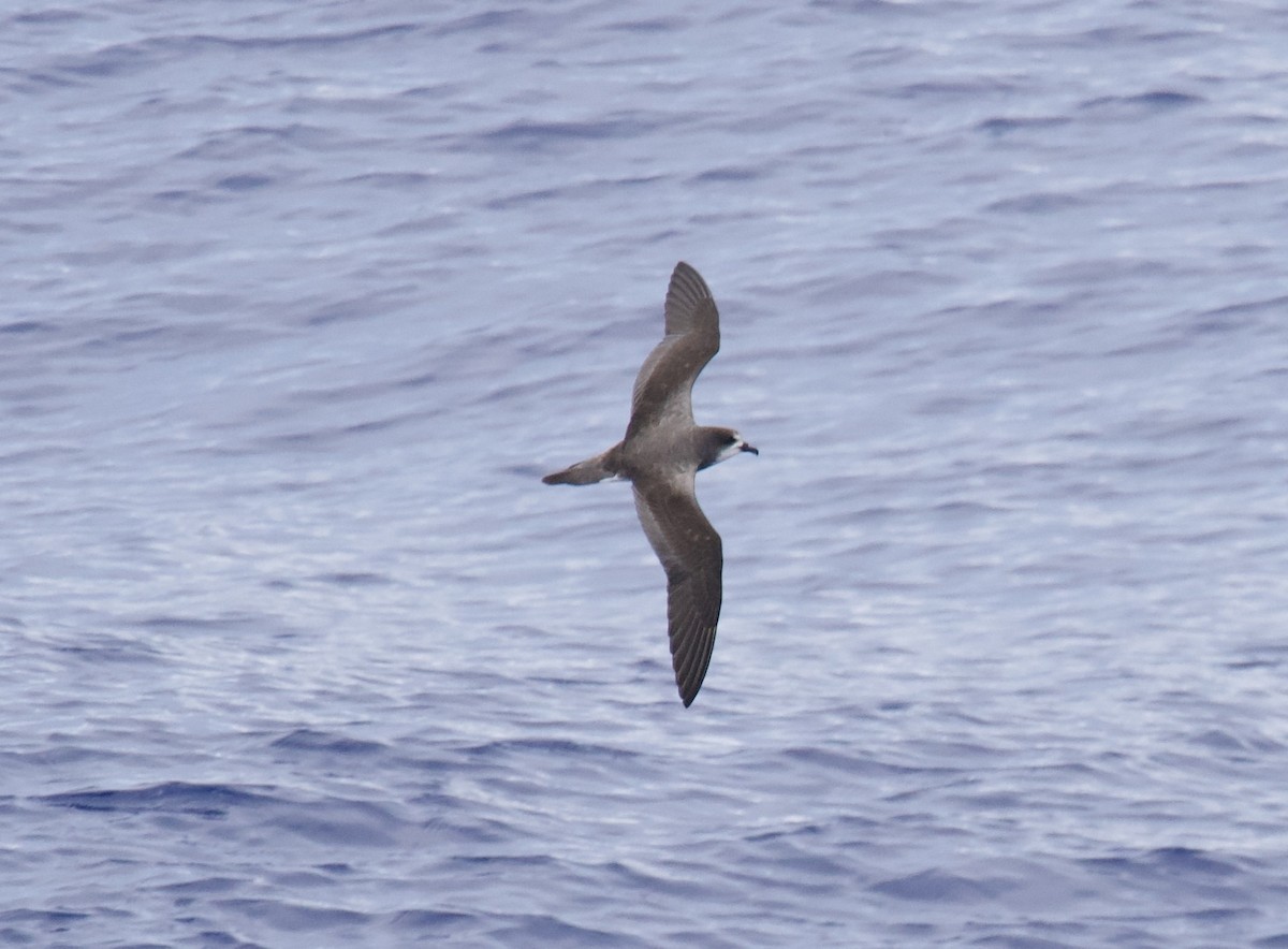 Petrel de las Bonin - ML617445030