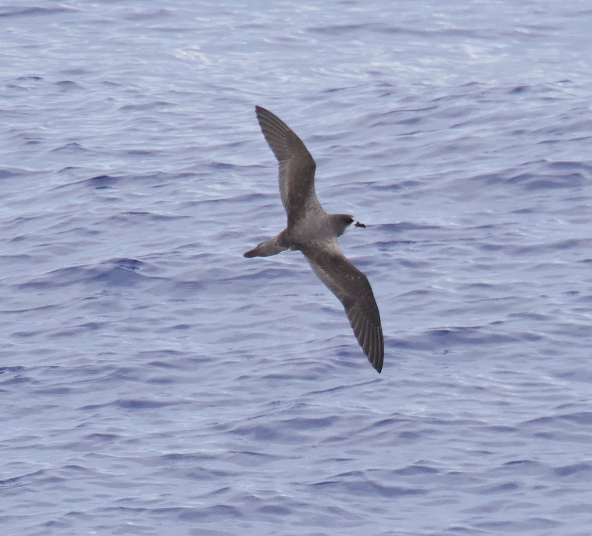 Petrel de las Bonin - ML617445033