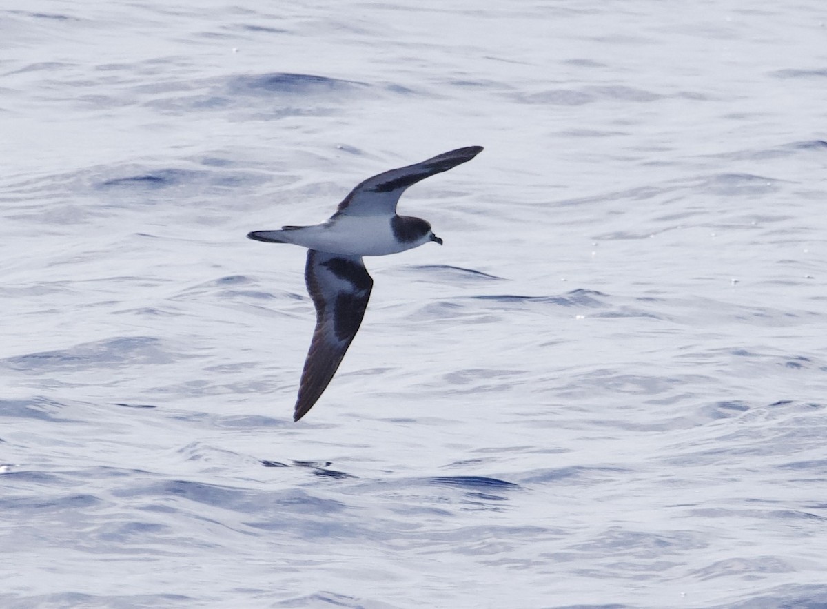 Petrel de las Bonin - ML617445034