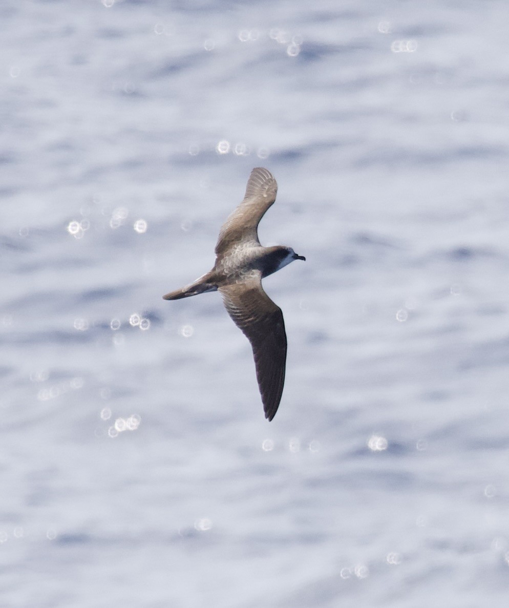 Petrel de las Bonin - ML617445037