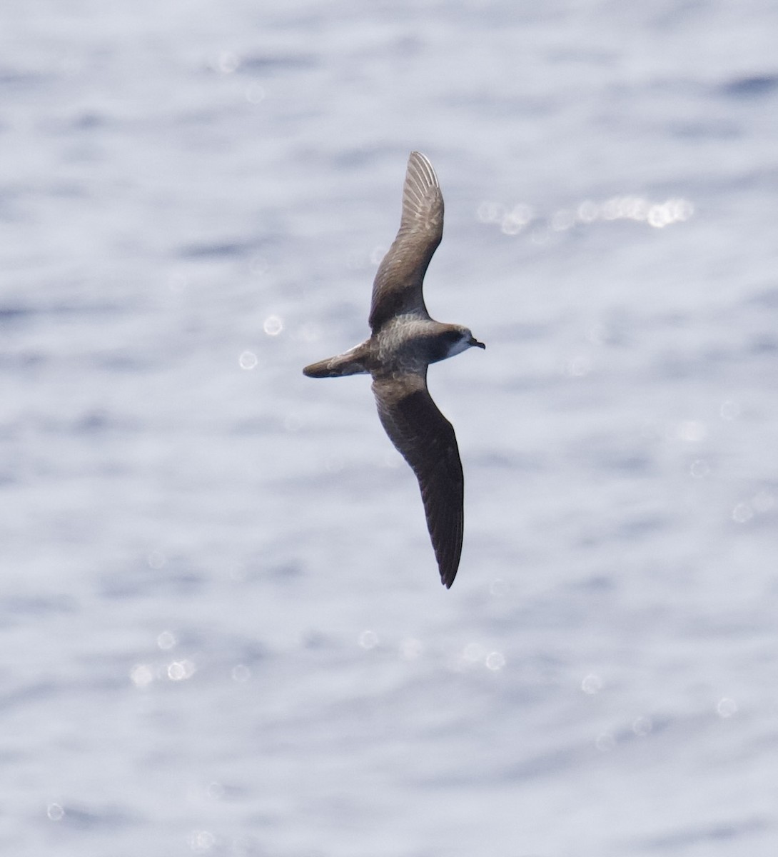 Bonin Petrel - ML617445038