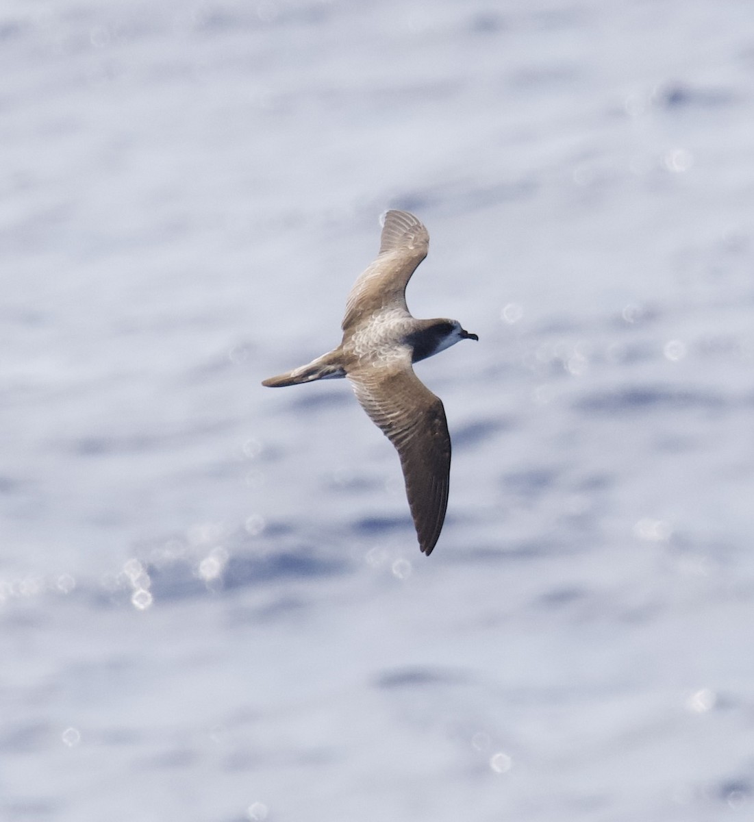 Petrel de las Bonin - ML617445040