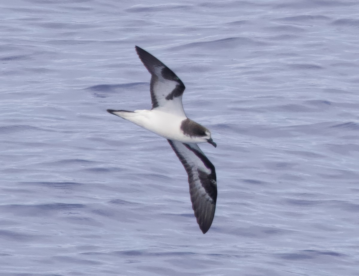 Petrel de las Bonin - ML617445043