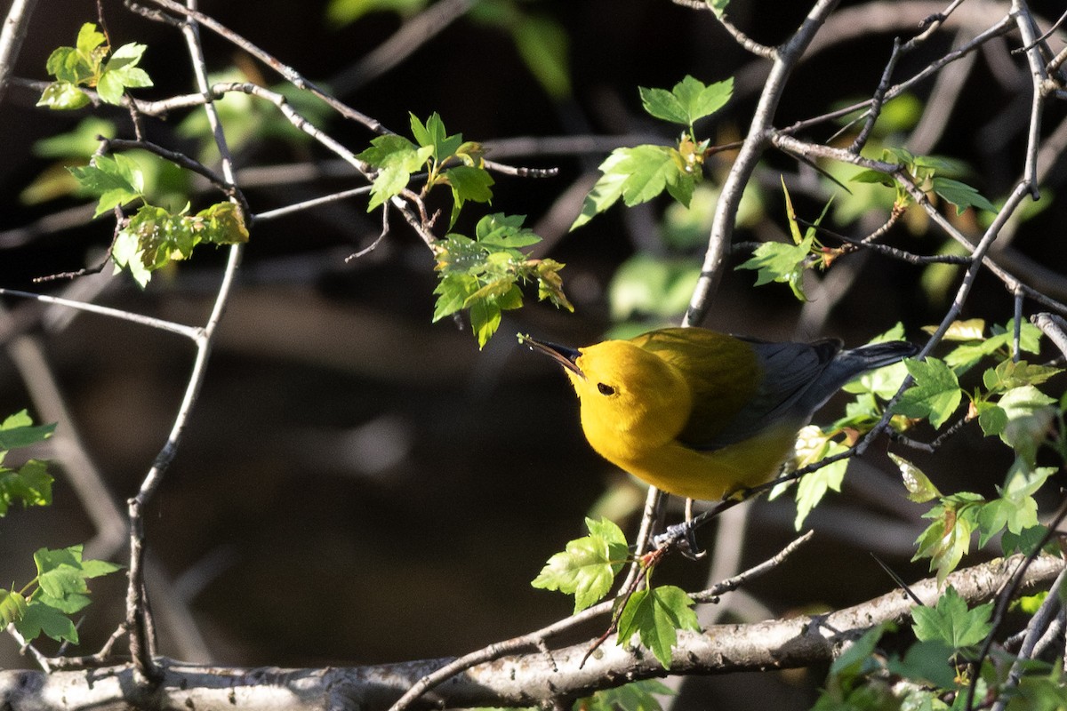 Prothonotary Warbler - ML617445047