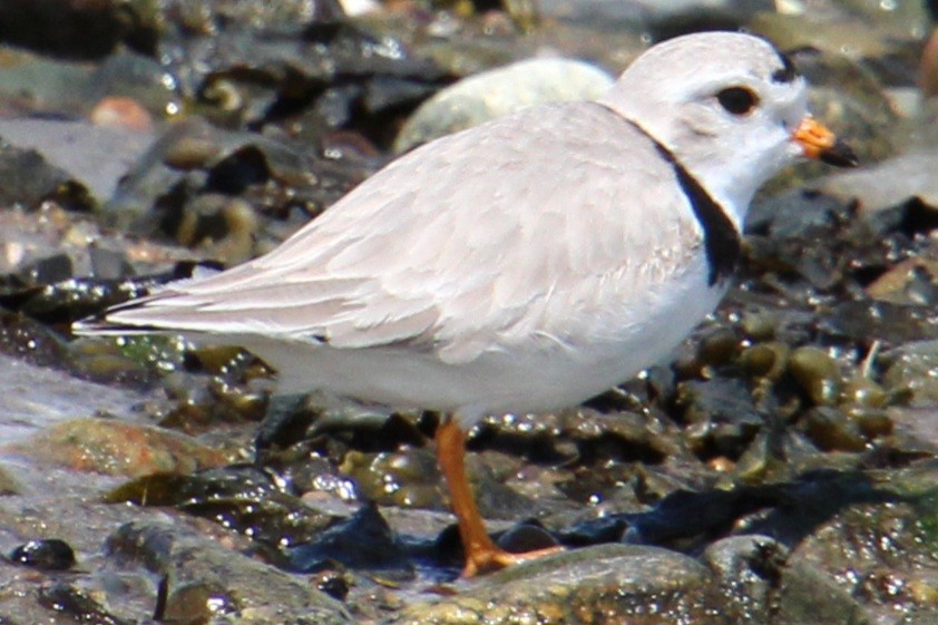 Piping Plover - Samuel Harris