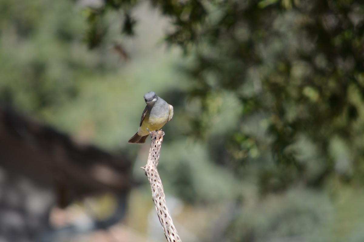 Cassin's Kingbird - ML617445064