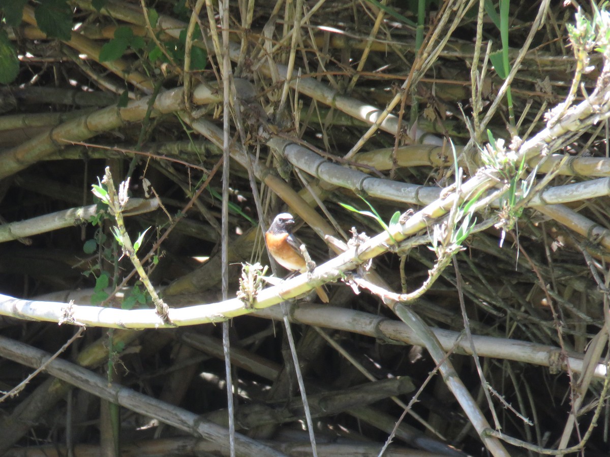 Common Redstart - Miguel  Berkemeier