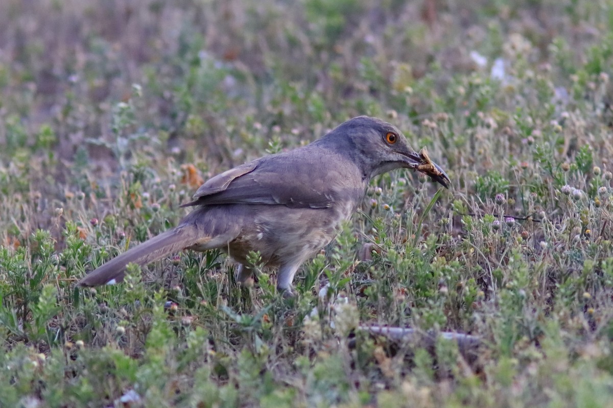 Curve-billed Thrasher - Robert Mercer