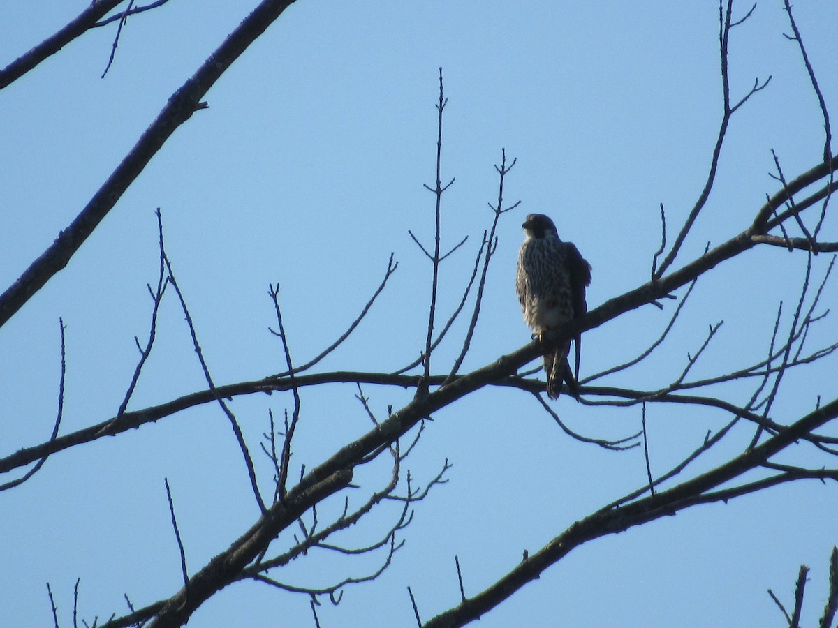 Peregrine Falcon - James Van Gelder