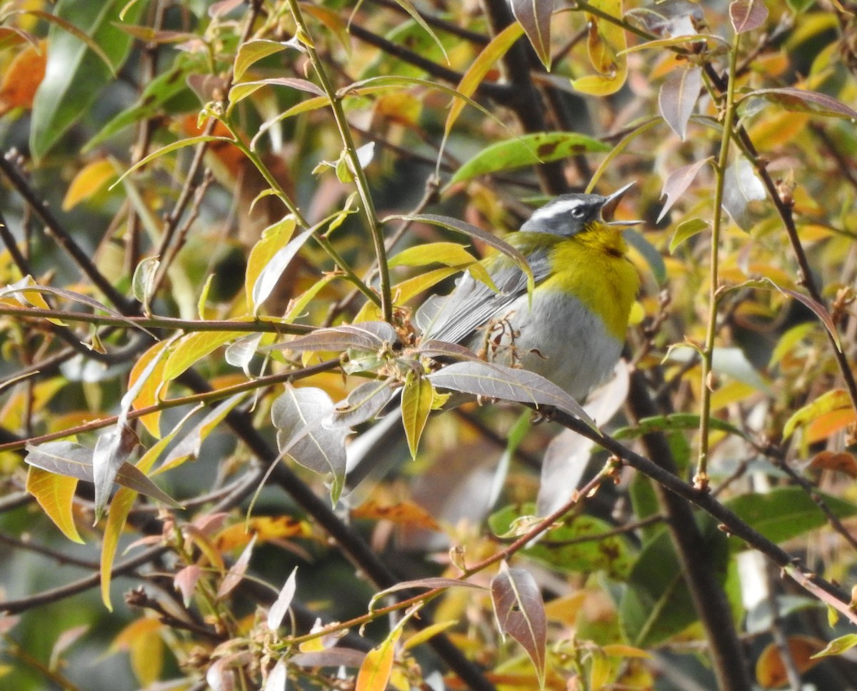 Crescent-chested Warbler - Shane Sater