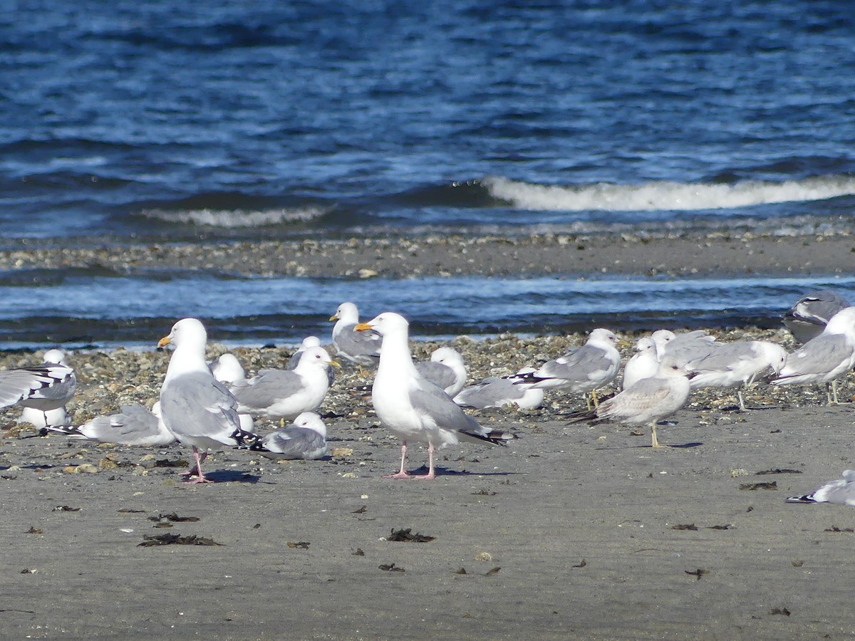 Short-billed Gull - Gus van Vliet