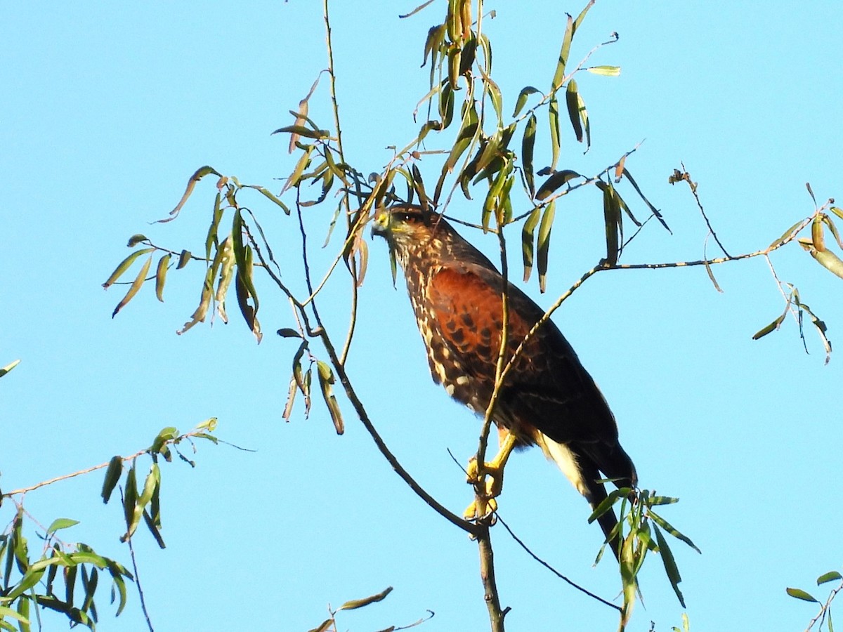 Harris's Hawk - ML617445184